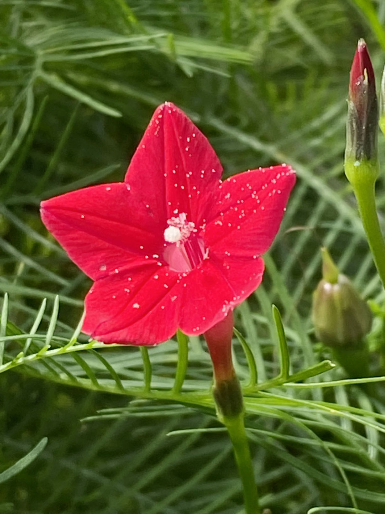NN19 - Cypress vine